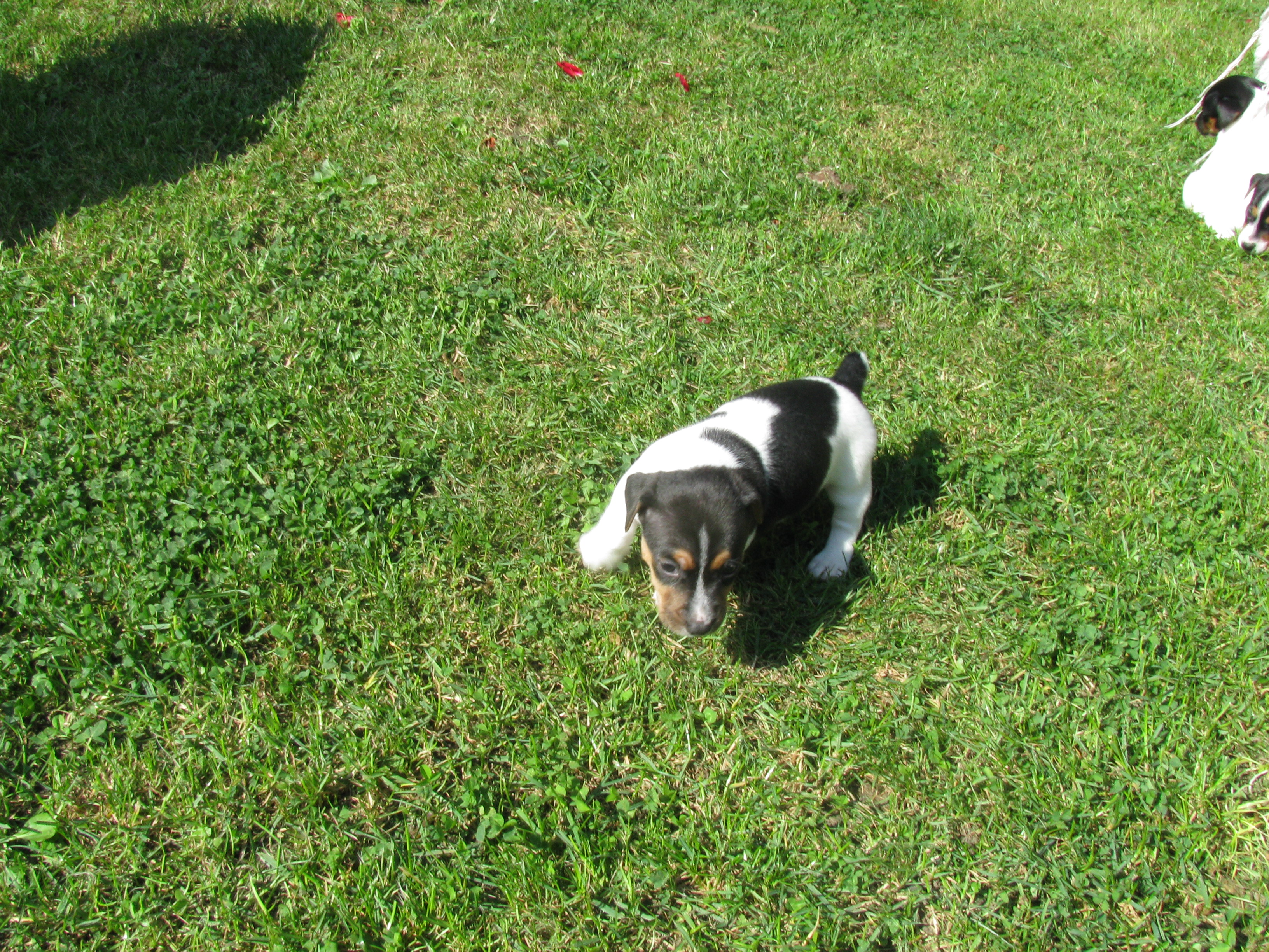 IMG_1515.JPG