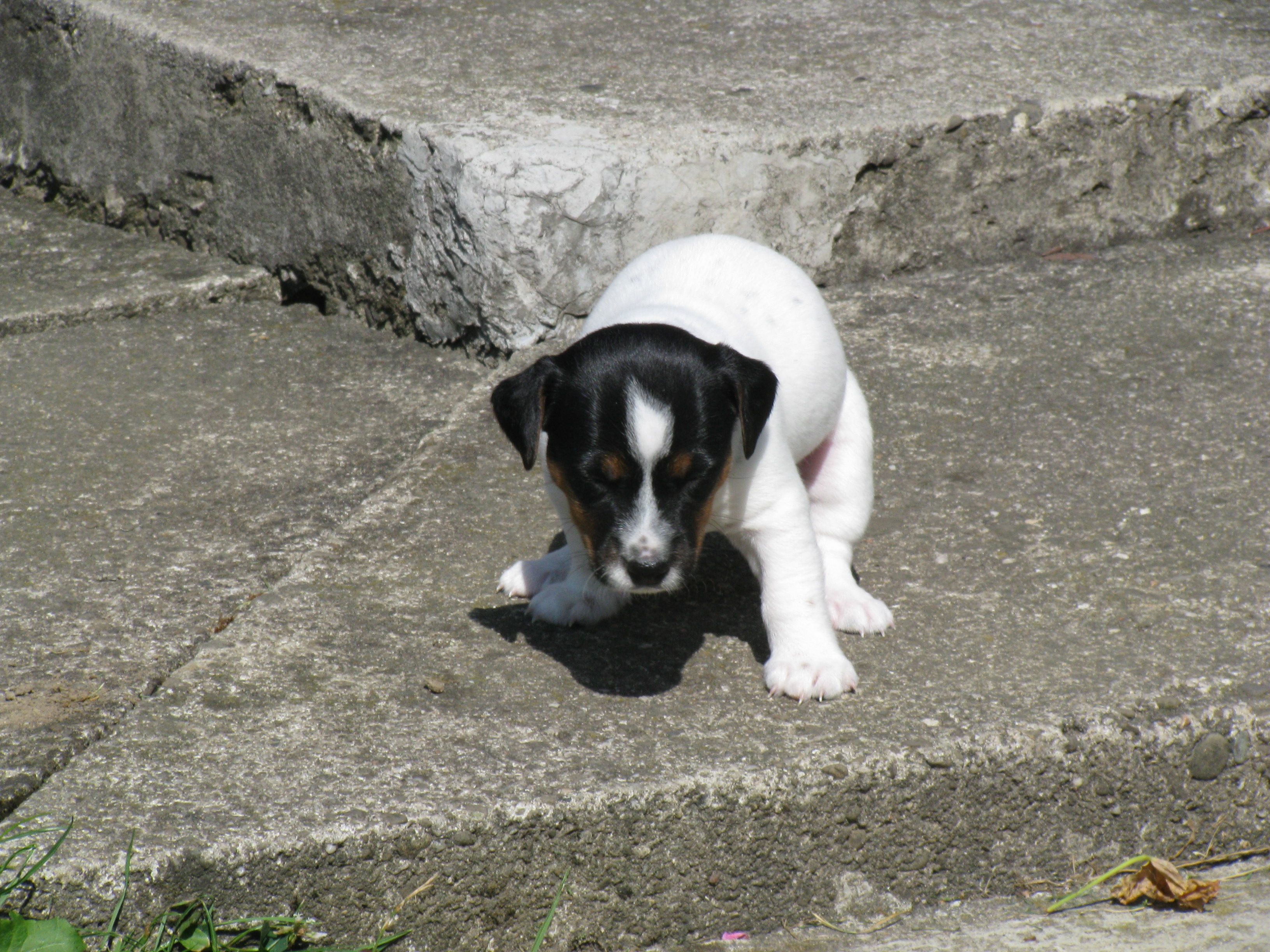 IMG_1521.JPG
